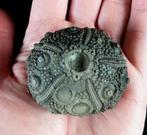 Indrukwekkende zee-egel, 51 mm!!! - Uitzonderlijke grootte