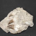 Mosasaurus - Fossiele tand - reptil marino - 19 cm - 15 cm, Verzamelen, Mineralen en Fossielen
