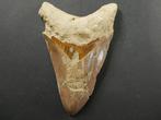 Megalodon - Fossiele tand - 11.5 cm (Zonder Minimumprijs), Verzamelen