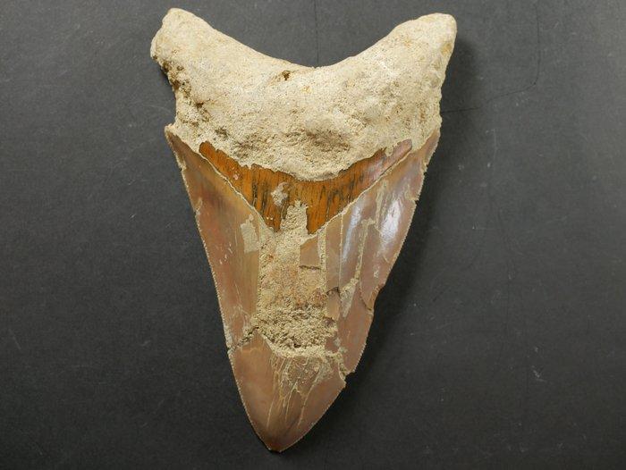 Megalodon - Fossiele tand - 11.5 cm (Zonder Minimumprijs), Verzamelen, Mineralen en Fossielen