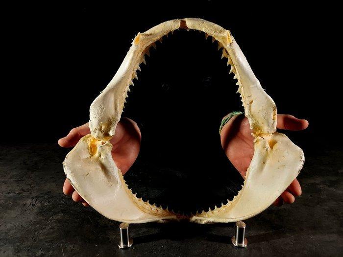 kaak van een bronskleurige haai Taxidermie volledige montage, Antiquités & Art, Curiosités & Brocante