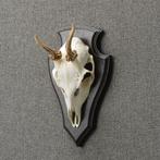 Reebok Schedel Taxidermie Opgezette Dieren By Max, Ophalen of Verzenden, Nieuw, Wild dier, Opgezet dier