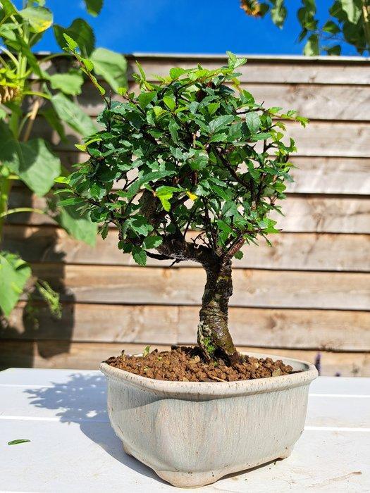 Chinese iep bonsai (Ulmus parviflora) - Hoogte (boom): 21 cm, Antiek en Kunst, Curiosa en Brocante