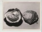 Noël Le Boyer (1883-1967) - Oysters, c.1950, Antiek en Kunst, Kunst | Schilderijen | Modern