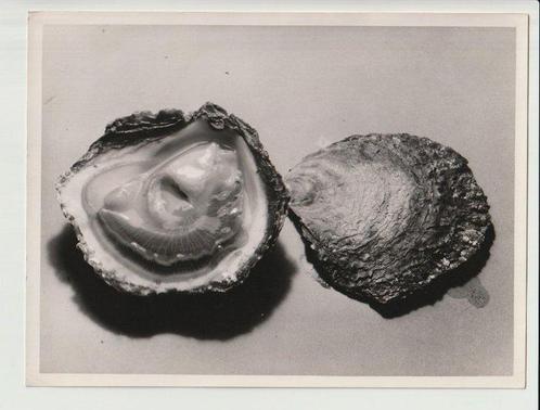 Noël Le Boyer (1883-1967) - Oysters, c.1950, Antiek en Kunst, Kunst | Schilderijen | Modern