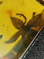 Barnsteen - Five petal flower in amber - 13.3 mm - 7.8 mm, Verzamelen, Mineralen en Fossielen