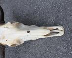 Gnou Crâne - Connochaetes taurinus - 53 cm - 25 cm - 55 cm-, Nieuw