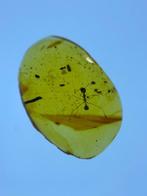 Ambre - Ambre - Ant, Burmese Amber, Insect Amber,009 (Sans, Verzamelen