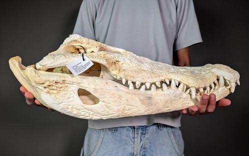 Reusachtige krokodil Schedel - Crocodylus siamensis (with, Verzamelen, Dierenverzamelingen