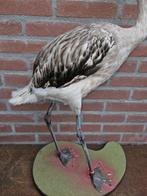 Chileense Flamingo Taxidermie volledige montage -