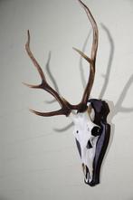 Large Red Stag Trophy Schedel - Cervus elaphus - 30 cm - 78, Verzamelen, Dierenverzamelingen, Nieuw