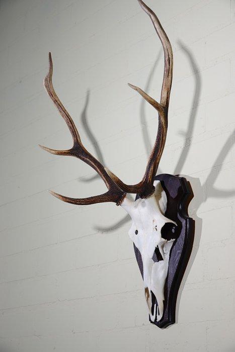 Large Red Stag Trophy Schedel - Cervus elaphus - 30 cm - 78, Verzamelen, Dierenverzamelingen