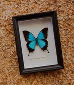 Vlinder Taxidermie volledige montage - Papilio ulysses -