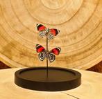 Vlinder Taxidermie volledige montage - Diaethria - 16 cm -, Verzamelen, Nieuw