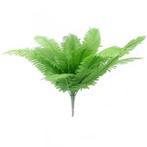 Varen Boston Fern Bush 53 cm / st – Varen Varen, Nieuw