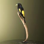 Geelstuitbuidelspreeuw Taxidermie Opgezette Dieren By Max, Ophalen of Verzenden, Nieuw, Vogel, Opgezet dier