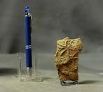 Ichnofossiel - Elegante zeester - Fossiele matrix -, Verzamelen