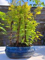 metasequoia bos in bonsaischaal - Hoogte (boom): 28 cm -