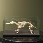 Mierenegel Skelet Taxidermie Opgezette Dieren By Max, Ophalen of Verzenden, Nieuw, Wild dier, Opgezet dier