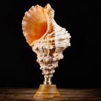 Reuzenslak-kikker - Houten en koperen artistieke voet, Antiek en Kunst