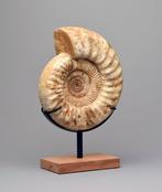 Ammonite - Animal fossilisé - Kranaosphinctes sp. - 29 cm