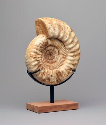 Ammonite - Animal fossilisé - Kranaosphinctes sp. - 29 cm