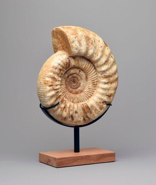 Ammonite - Animal fossilisé - Kranaosphinctes sp. - 29 cm, Verzamelen, Mineralen en Fossielen