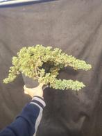 Jeneverbes bonsai (Juniperus) - Hoogte (boom): 15 cm -