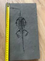Zeereptiel - Gefossiliseerd dier - Fossil de Keichousaurus -, Collections