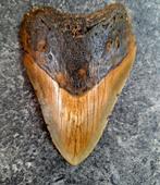 Megalodon - Fossiele tand - 11.5 cm - 8 cm