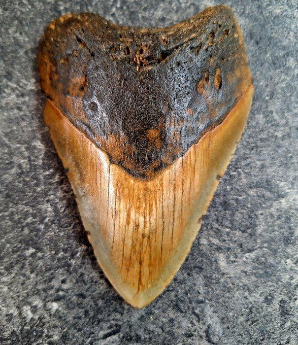 Megalodon - Fossiele tand - 11.5 cm - 8 cm, Verzamelen, Mineralen en Fossielen