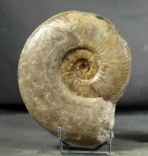 Carel ammoniet op standaard - Groot formaat - Met, Verzamelen, Mineralen en Fossielen