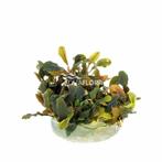 Bucephalandra Deep Purple In Vitro (Limited), Animaux & Accessoires, Poissons | Aquariums & Accessoires, Verzenden