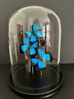 Vlinder Taxidermie volledige montage - Papilio Ulysses - 30, Antiek en Kunst