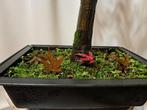 Japanese maple bonsai (Acer palmatum) - Hoogte (boom): 43 cm