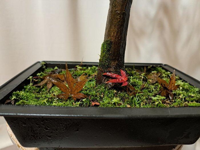 Japanese maple bonsai (Acer palmatum) - Hoogte (boom): 43 cm, Antiek en Kunst, Curiosa en Brocante