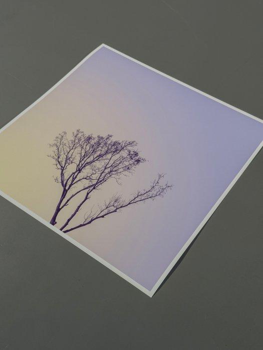 Téber - Roots · No Reserve, Antiek en Kunst, Kunst | Designobjecten