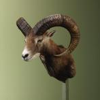 Moeflon Taxidermie Opgezette Dieren By Max, Verzamelen, Dierenverzamelingen, Ophalen of Verzenden, Nieuw, Wild dier, Opgezet dier