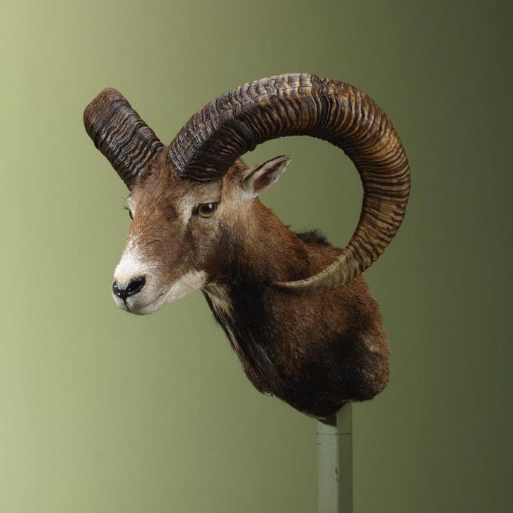 Moeflon Taxidermie Opgezette Dieren By Max, Verzamelen, Dierenverzamelingen, Opgezet dier, Nieuw, Wild dier, Ophalen of Verzenden