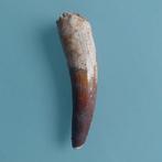 Dinosaurus - Fossiele tand - Spinosaurus aegyptiacus - 90 mm, Verzamelen