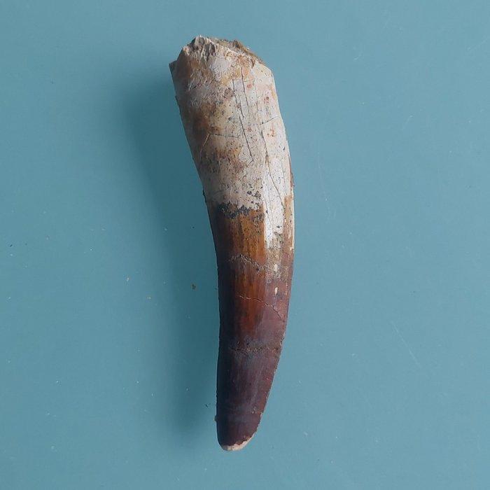 Dinosaurus - Fossiele tand - Spinosaurus aegyptiacus - 90 mm, Verzamelen, Mineralen en Fossielen