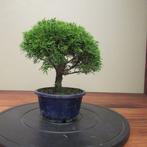 Juniperus sinensis - Hoogte (boom): 20 cm - Diepte (boom):