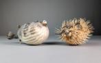 Prachtige puffer en porcupine fish Taxidermie volledige, Nieuw