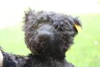 Steiff: Teddybeer 1912 met geel label - Ours en peluche -, Antiek en Kunst