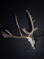Le Cerf du Père David Crâne - Elaphurus davidianus - 80 cm -, Verzamelen, Dierenverzamelingen, Nieuw