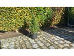 Mini kerstboom 60cm in pot Sierboom (5x), Tuin en Terras, Planten | Bomen