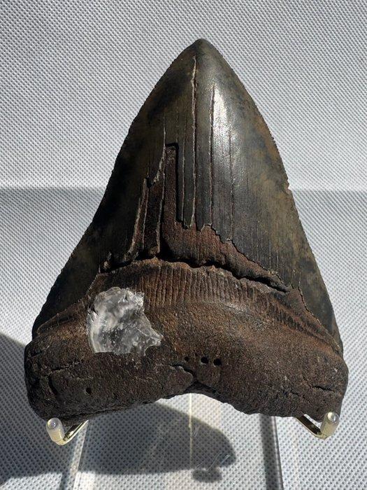 Megalodon - Fossiele tand - Carcharocles megalodon - 11.1 cm, Verzamelen, Mineralen en Fossielen