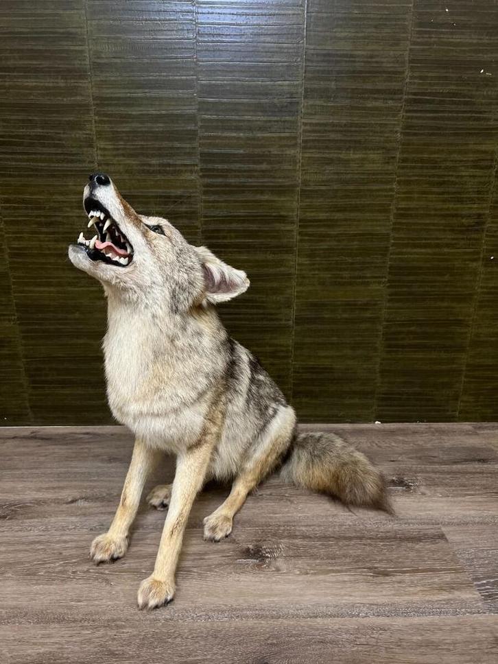 Coyote Taxidermie Opgezette Dieren By Max, Verzamelen, Dierenverzamelingen, Opgezet dier, Nieuw, Wild dier, Ophalen of Verzenden