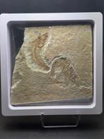 Garnalen en Vis - Gefossiliseerd dier - Carpopenaeus, Verzamelen