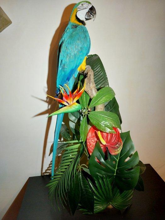 Ara Taxidermie volledige montage - Ara ararauna - 91 cm - 35, Verzamelen, Dierenverzamelingen